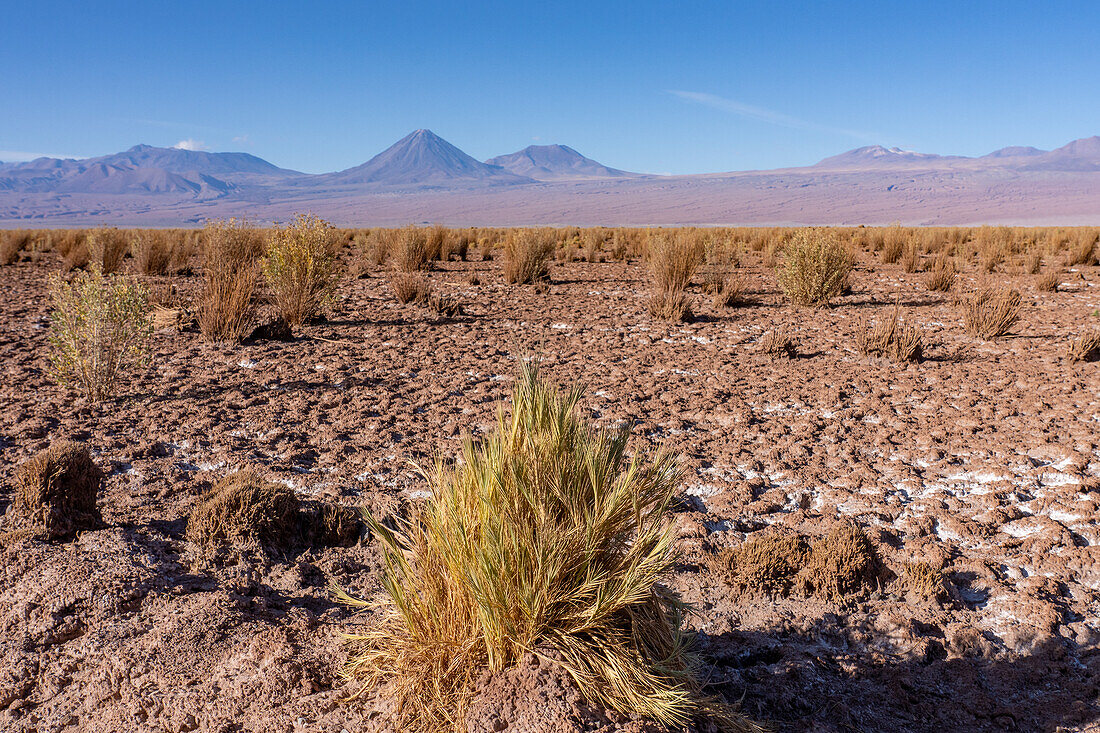 Desert vegetation in Atacama Desert, Chile