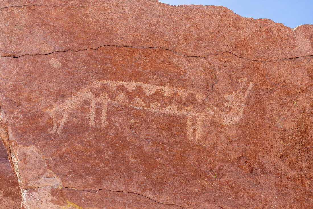 Petroglyph of llama with two heads at Yerbas Buenas, Chile