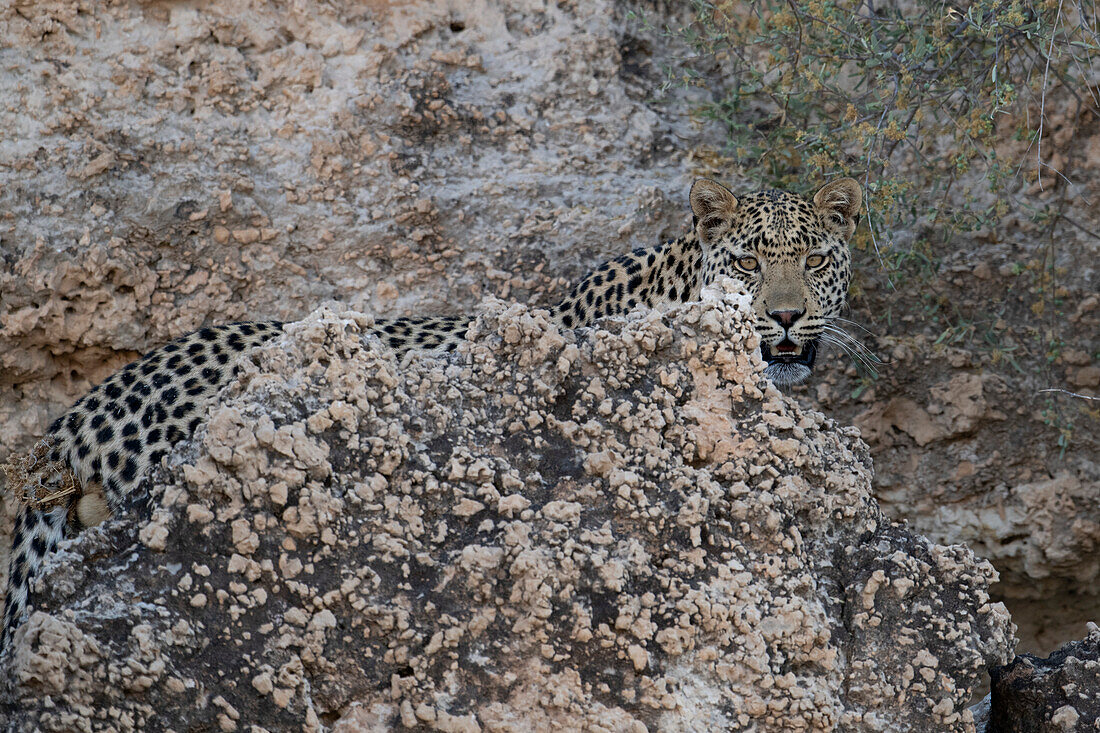 Leopard camouflaged in rocky landscape
