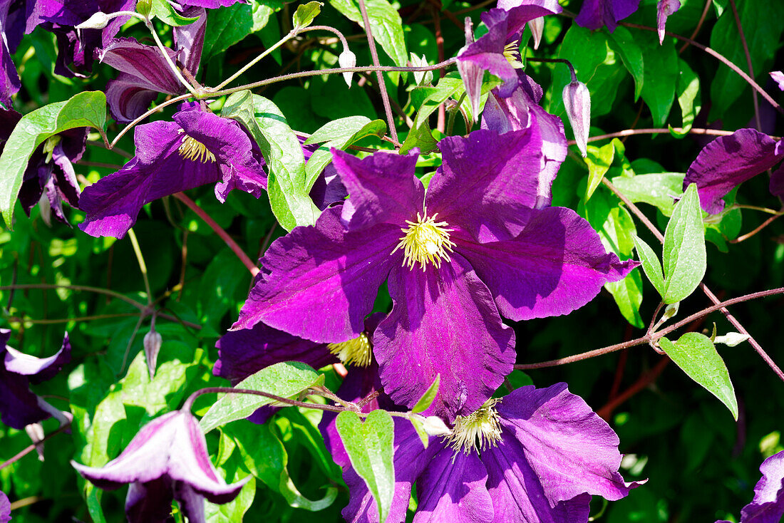 Clematis 'Viola' flowers blooming