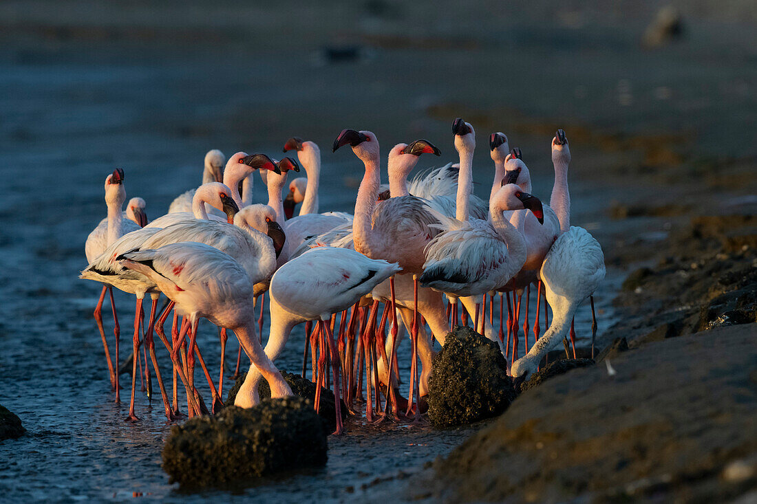 Lesser flamingos foraging at low tide at dusk
