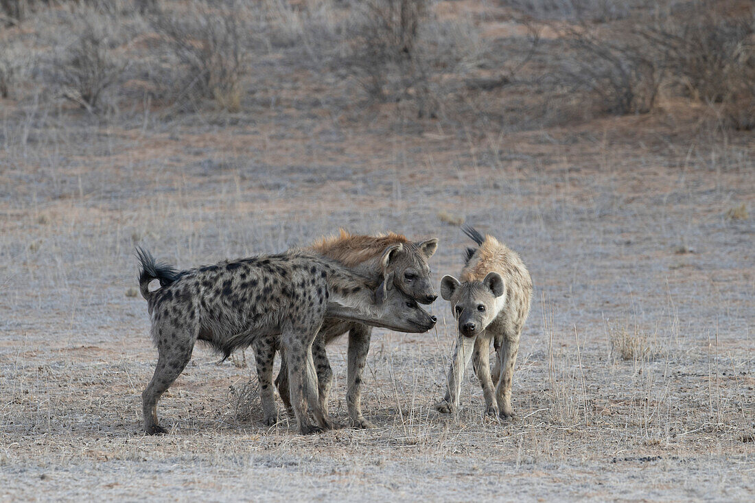 Spotted hyenas patrolling and scent-marking territory