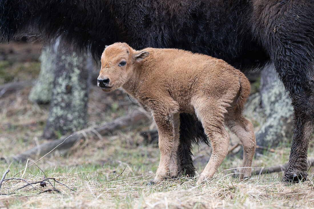 America bison with calf