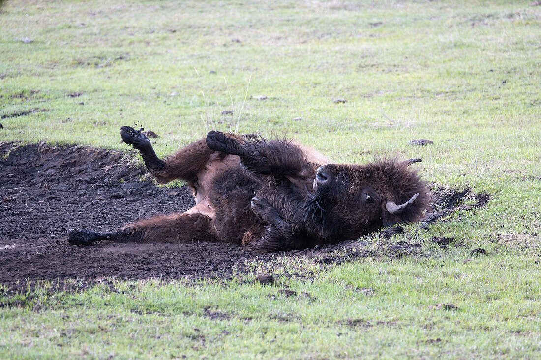 America bison lying on its back