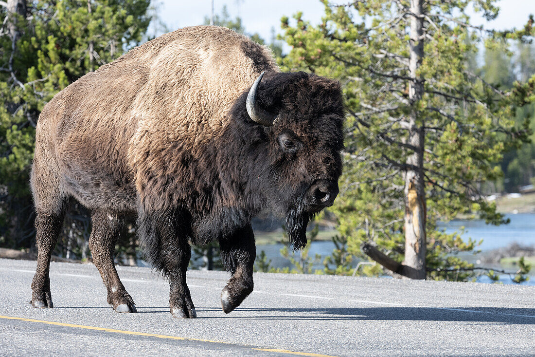 America bison walking on road