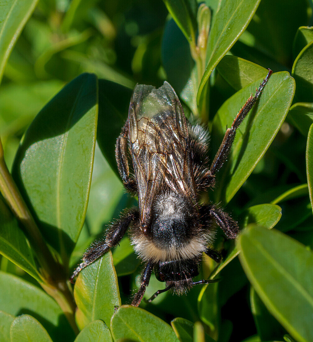 Bohemian cuckoo bumblebee on plant