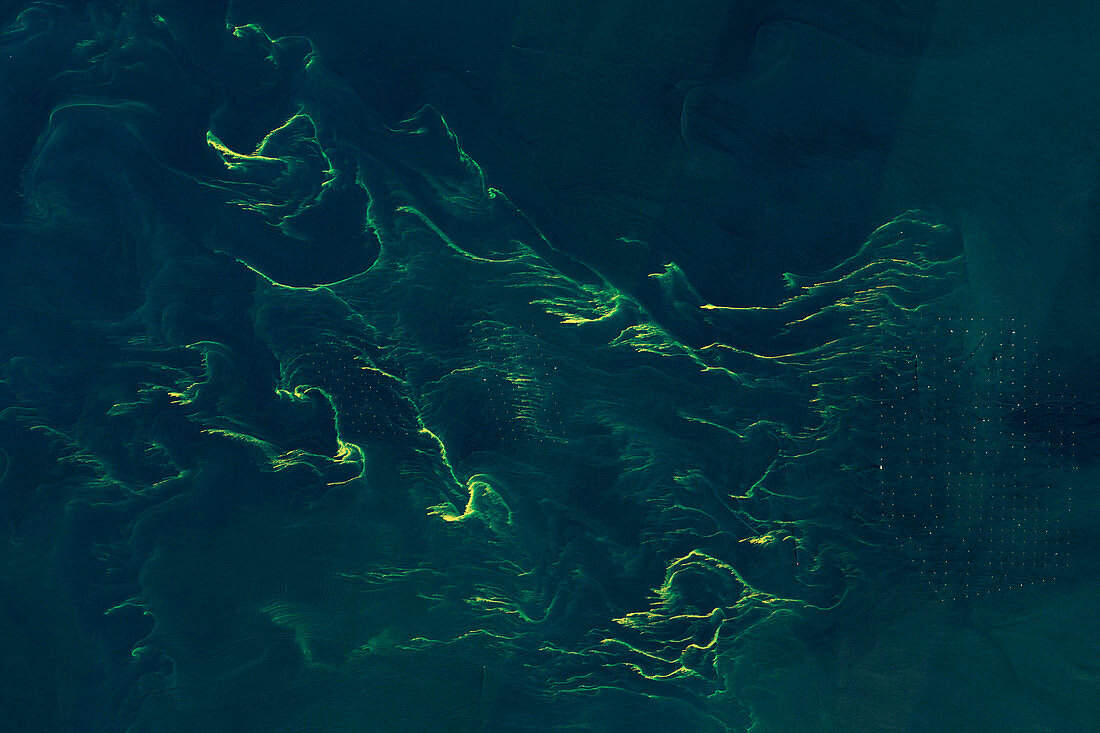 Phytoplankton bloom, satellite image