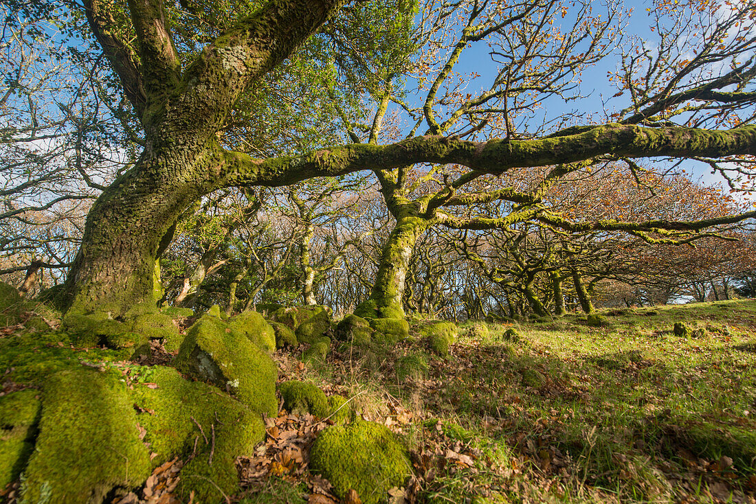 Ancient oak woodland, Ty Canol National Nature Reserve, Pembrokeshire, UK
