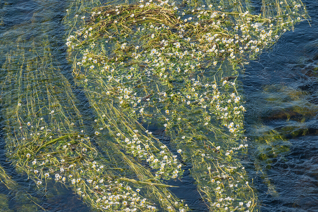 Common water-crowfoot (Ranunculus aquatilis) on the River Teifi, UK
