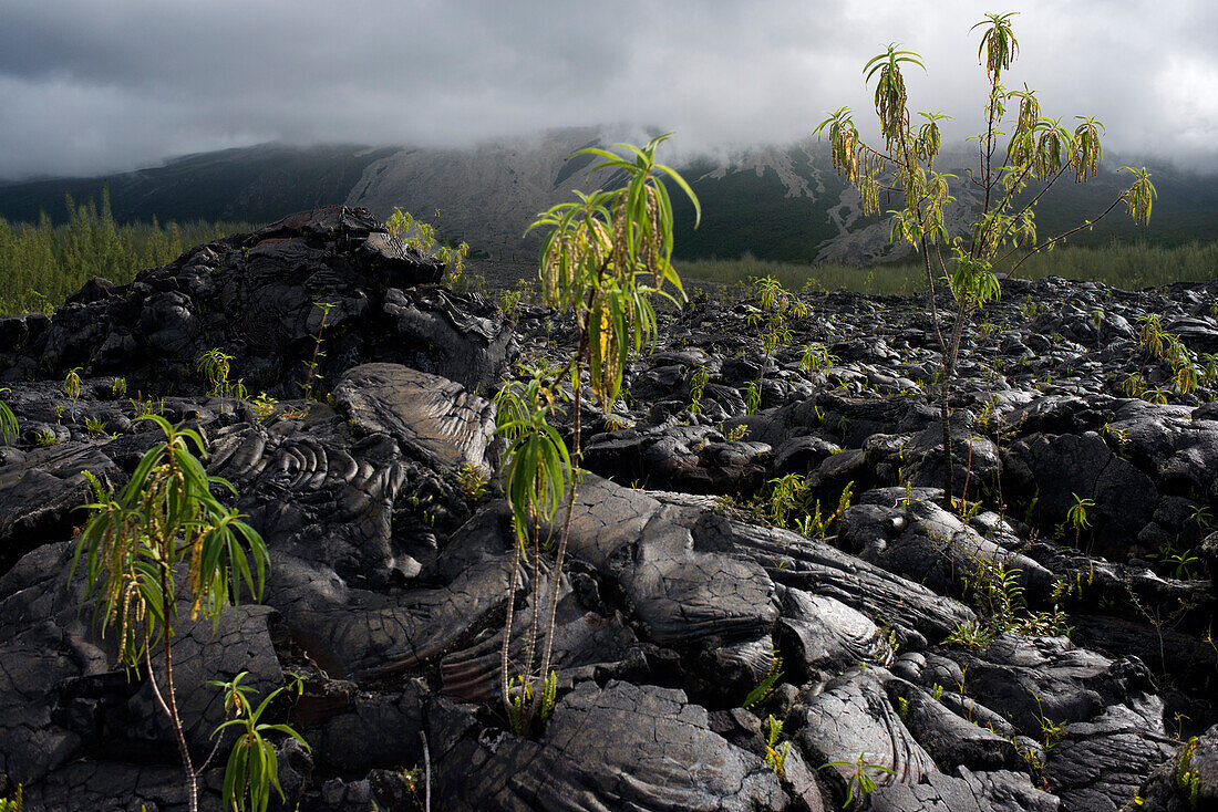 Vegetation growing in Haleakala crater, Hawaii, USA