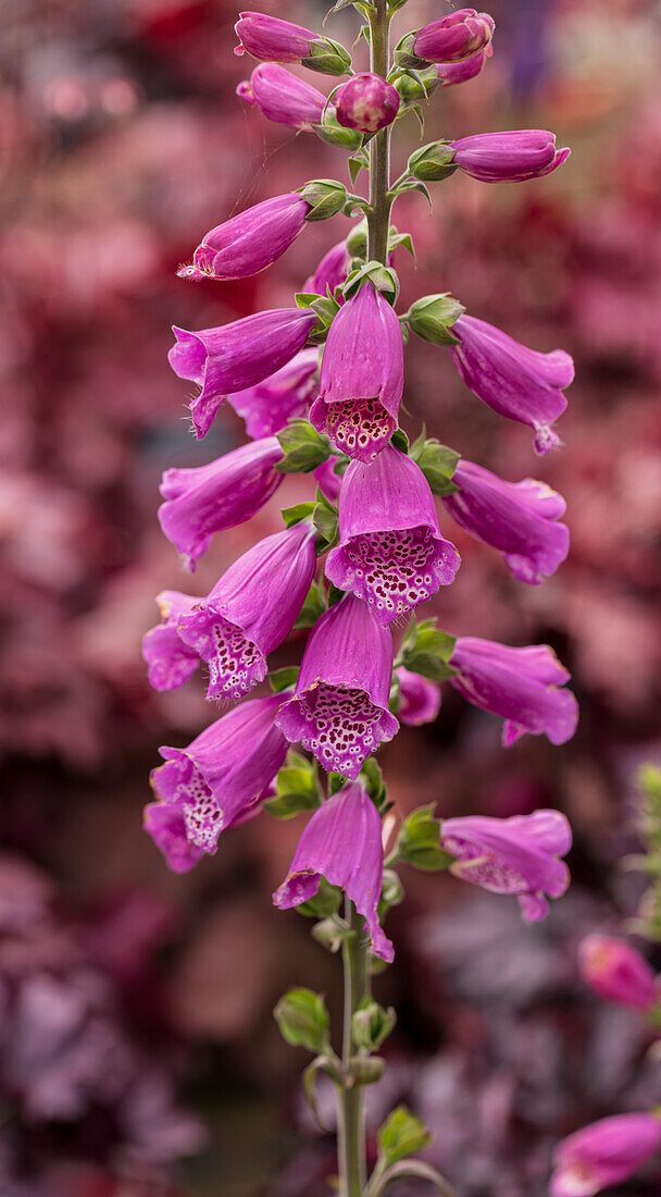 Foxglove (Digitalis purpurea 'Dalmation Purple') flowers