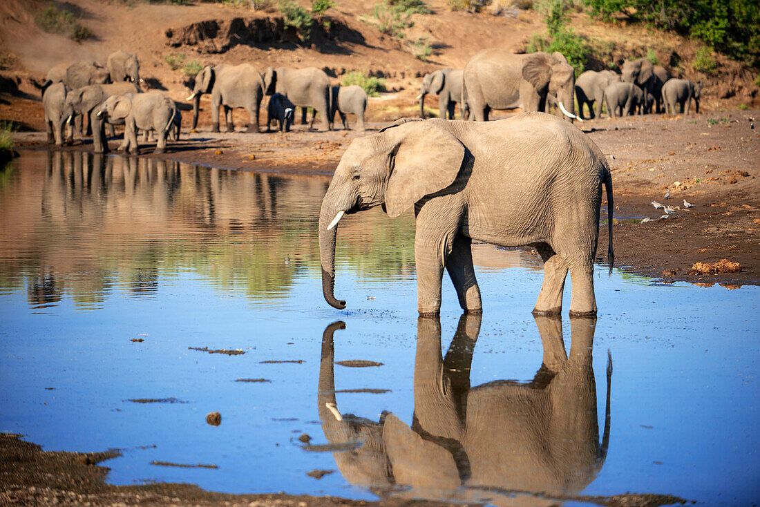 African elephants at a waterhole