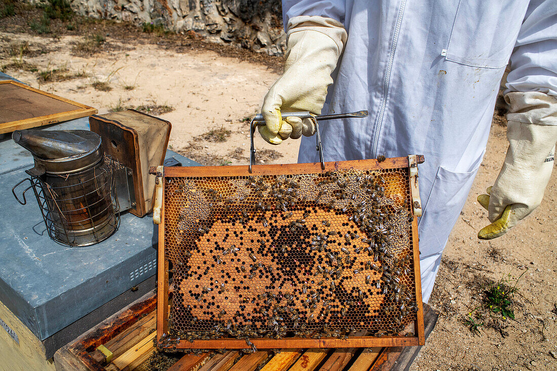 Beekeeper holding brood frame