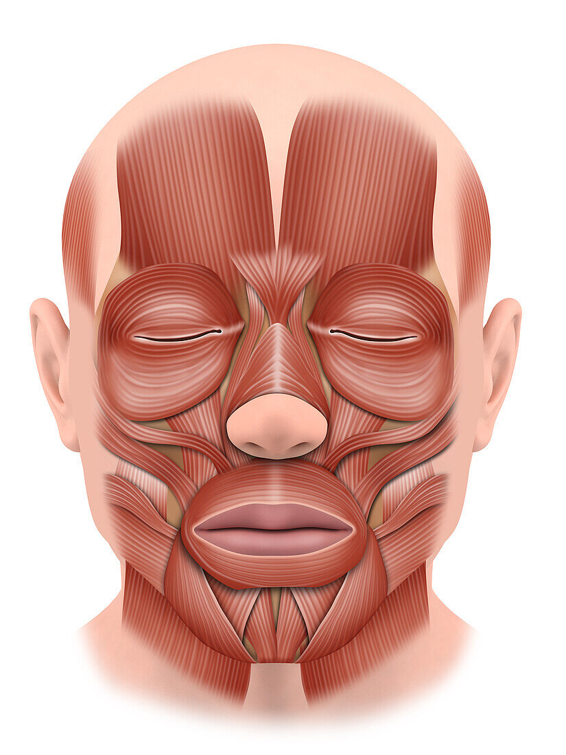 Face muscle anatomy, illustration