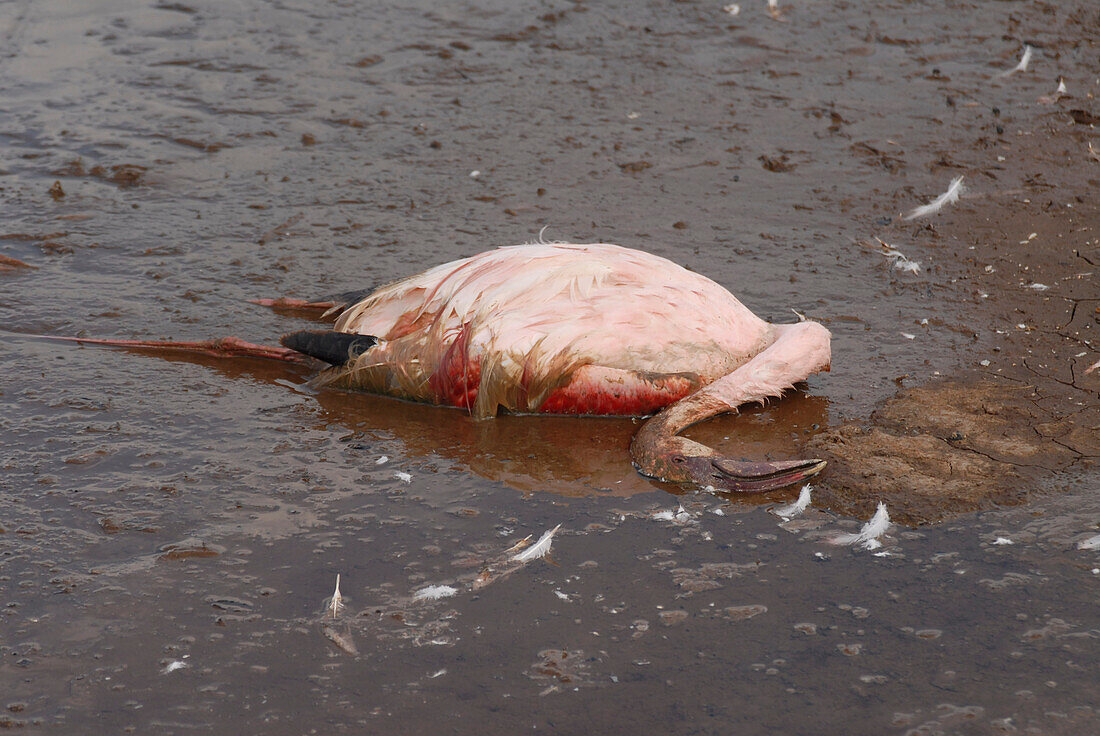Dead lesser flamingo