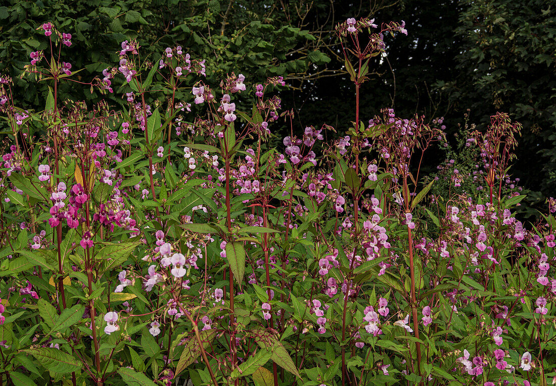 Himalayan balsam (Impatiens glandulifera) blooming