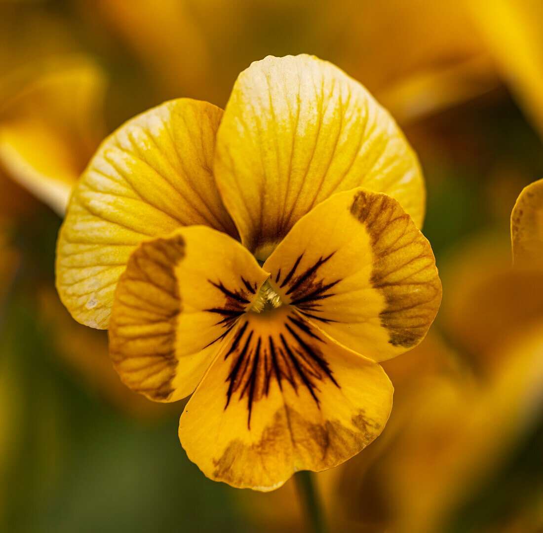 Viola 'Deltini Honey Bee' flower