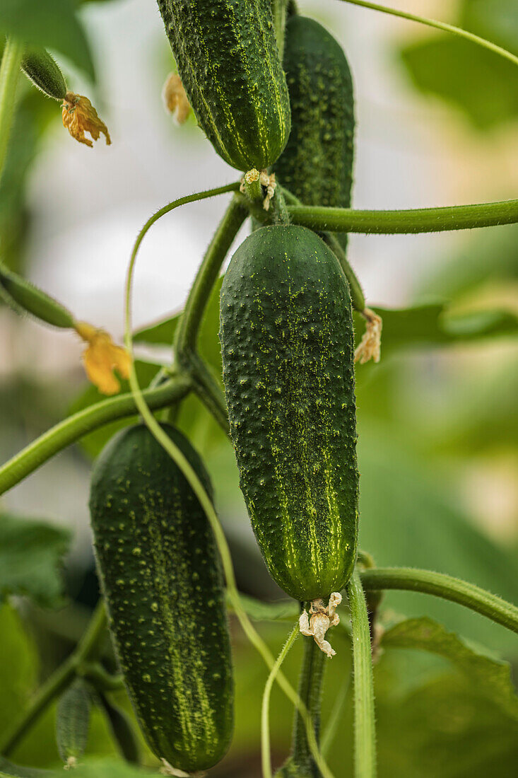 Young cucumbers growing on vine