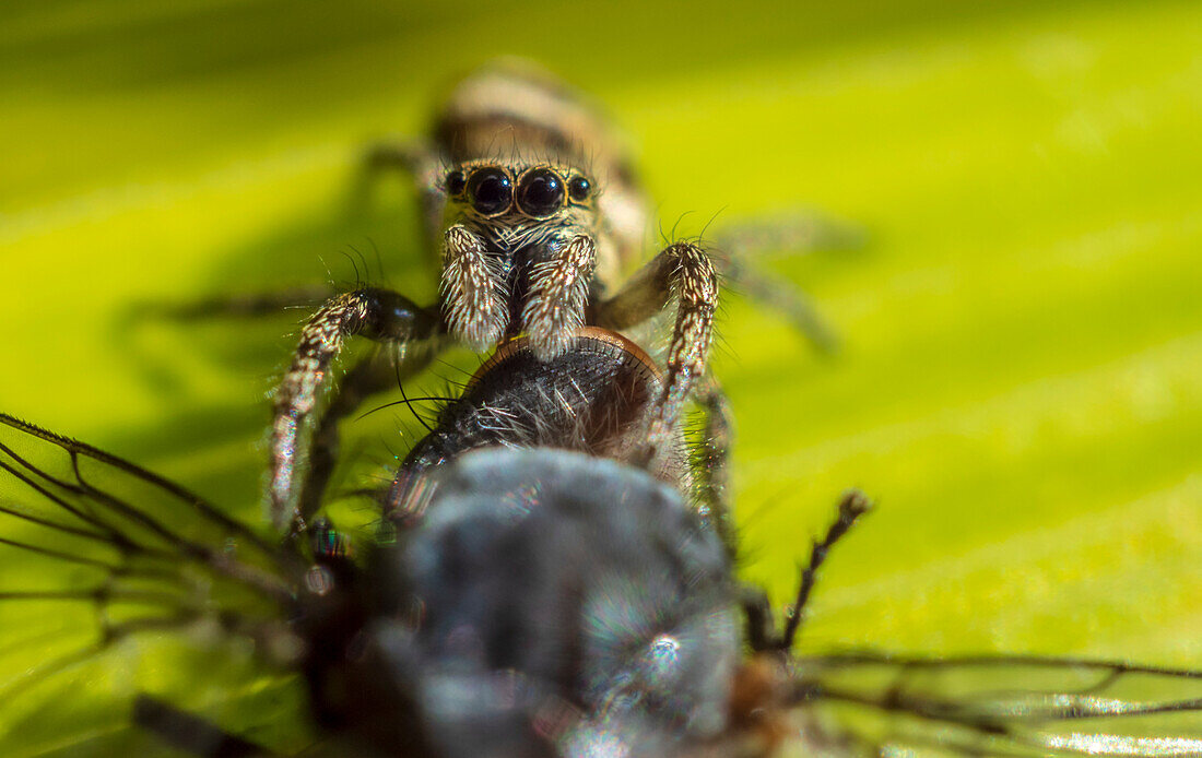 Zebra jumping spider with fly