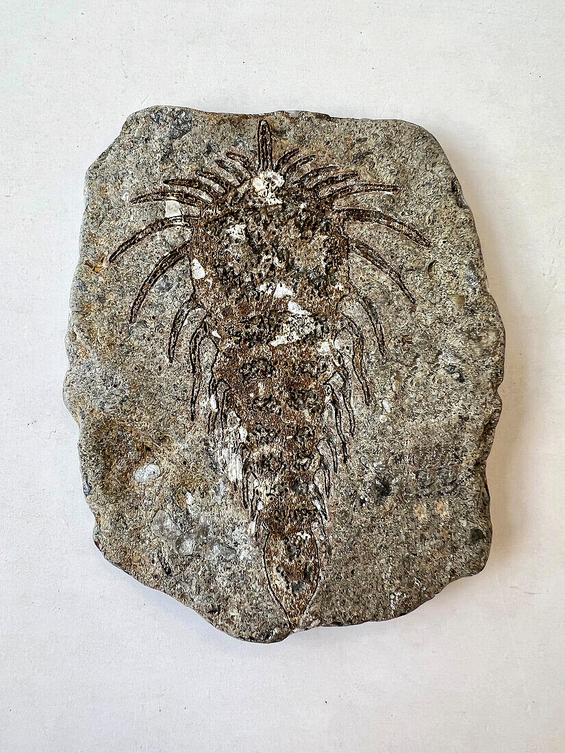 Alien fossil in stone, conceptual illustration