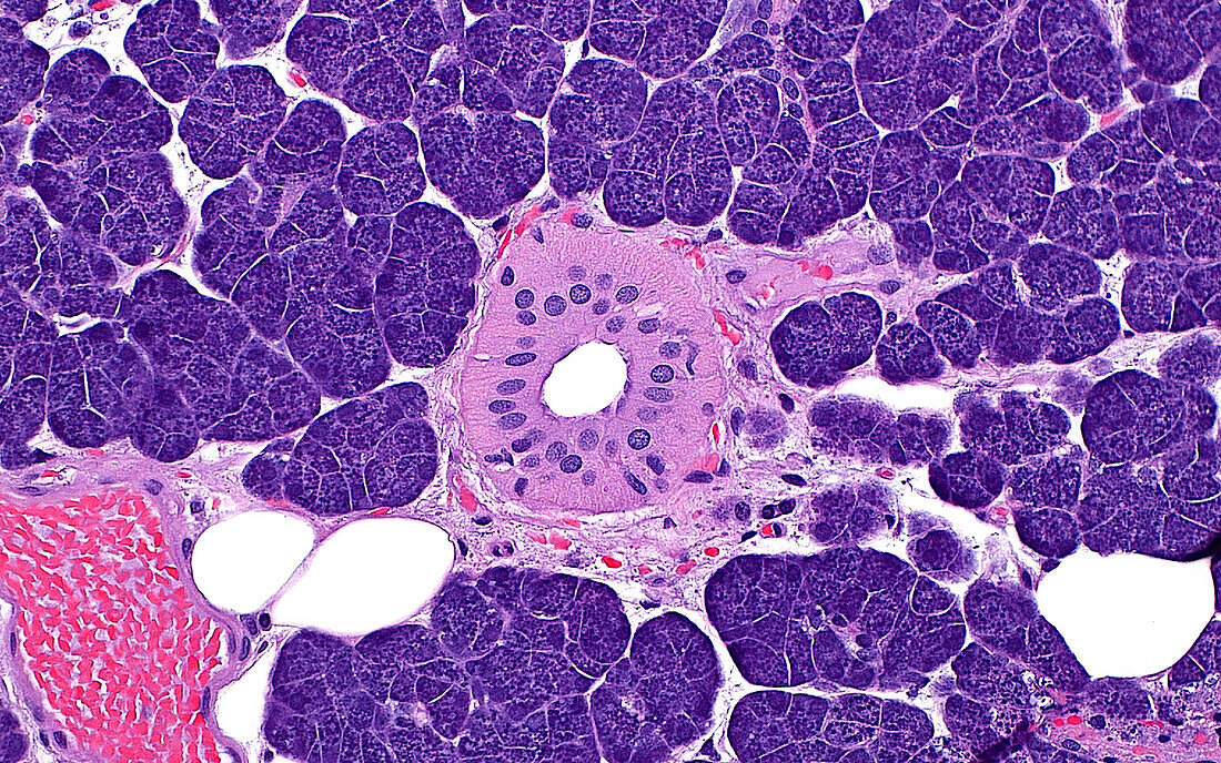 Parotid gland, light micrograph