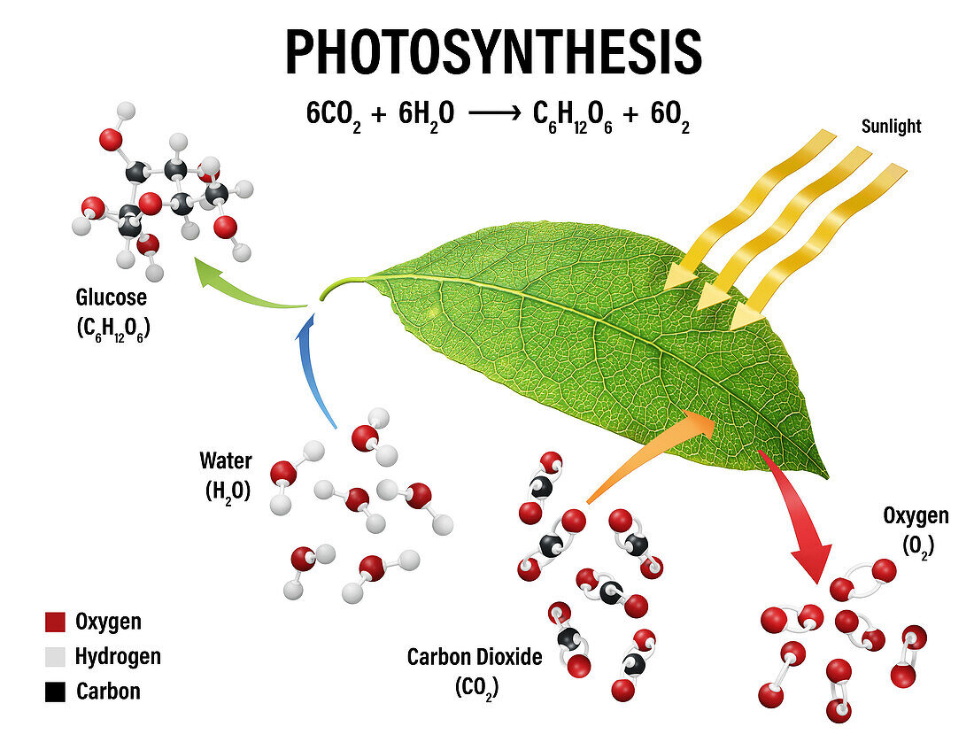 Photosynthesis, illustratoin