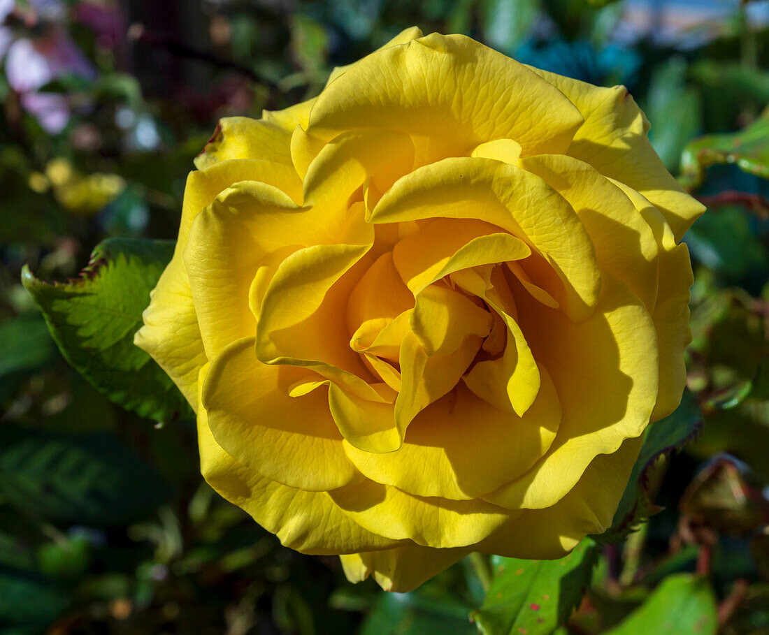 Hybrid tea rose (Rosa 'Freedom') flower