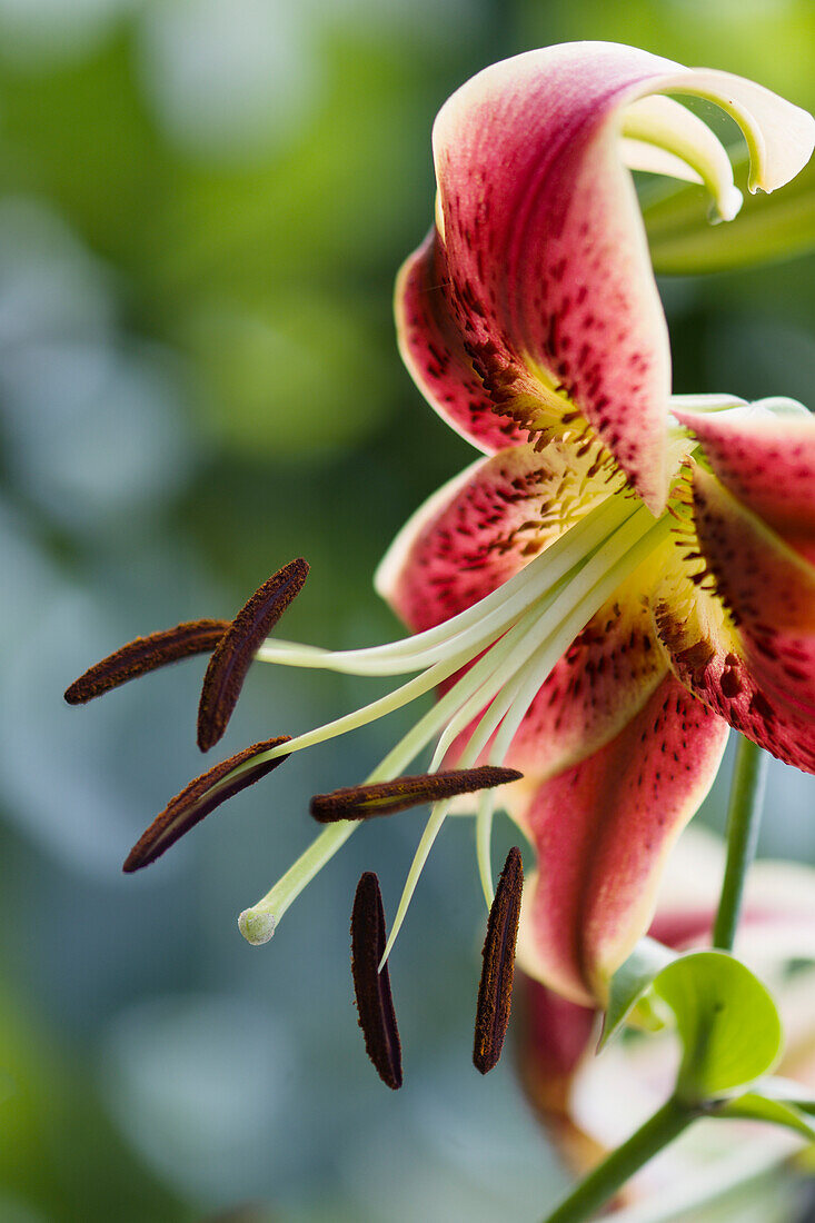 Lily (Lilium 'Black Beauty') flower