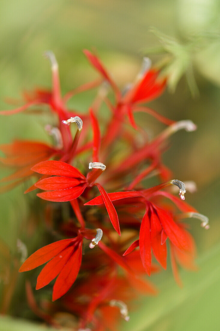 Cardinal flowers (Lobelia cardinalis) blooming