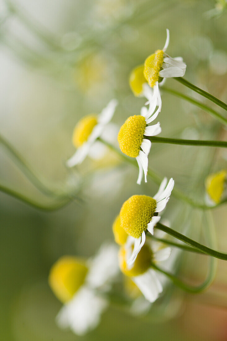 German chamomile (Matricaria chamomilla) flowers