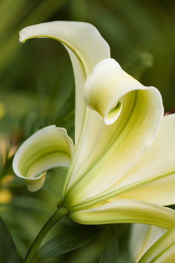 Lily (Lilium 'Conca d'Or') flower