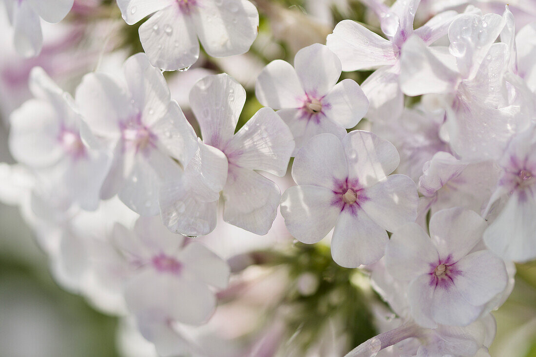 Garden phlox (Phlox paniculata 'Delta Snow') flowers