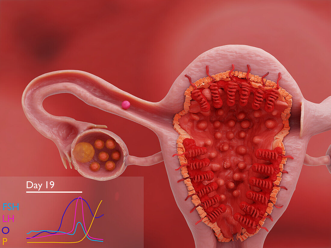 Uterus and ovary on day 19 of the menstrual cycle, illustration