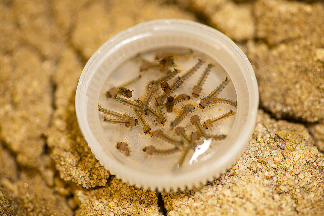 Yellow fever mosquito larvae
