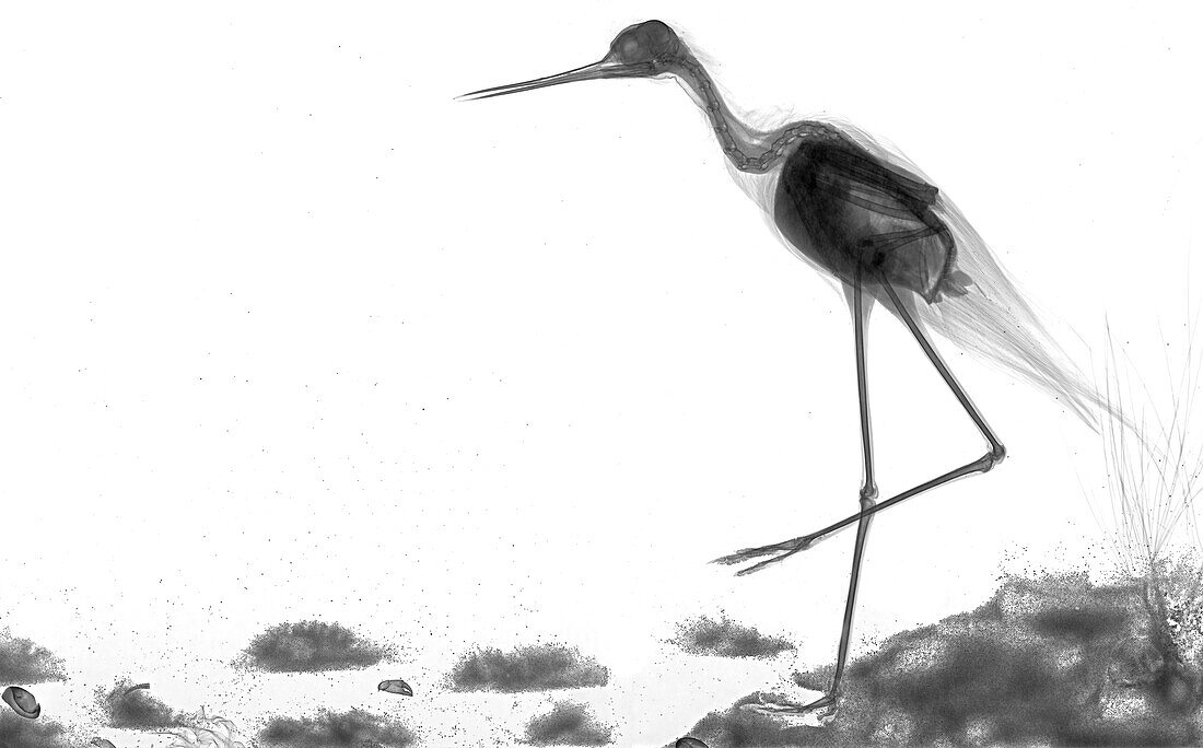 Black-winged stilt, X-ray