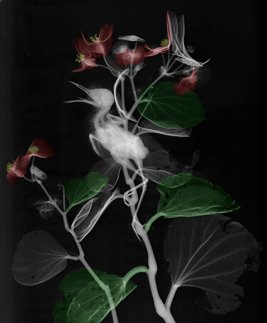 Garden warbler, X-ray
