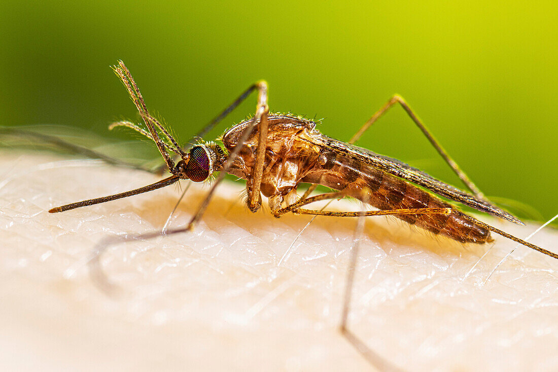 Common malaria mosquito
