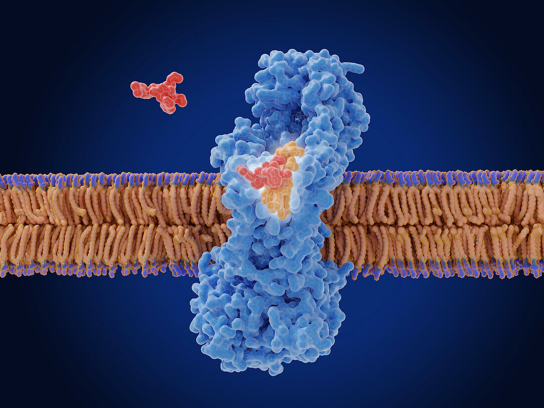 Zosurabalpin antibiotic action, illustration