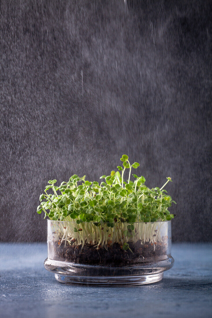 Microgreens (rocket)