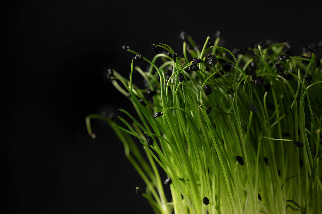 Microgreens against a black background