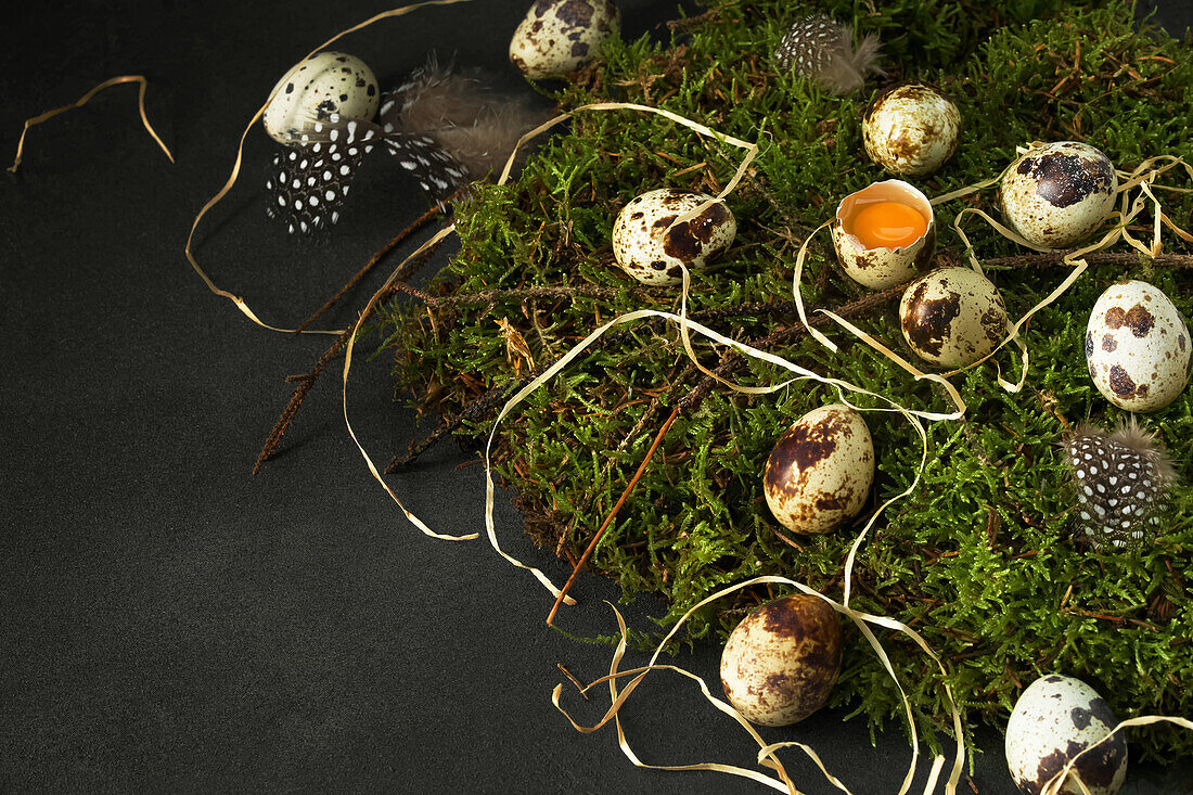 Quail eggs, one opened, on moss