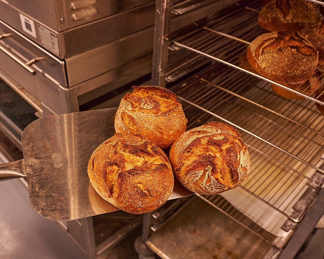 Freshly baked loaves of bread