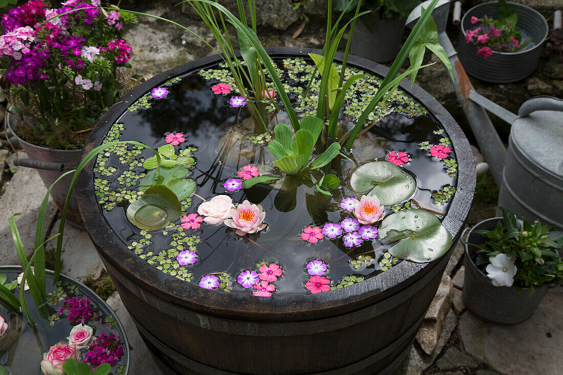 Mini pond with flowers and floating plants in a barrel