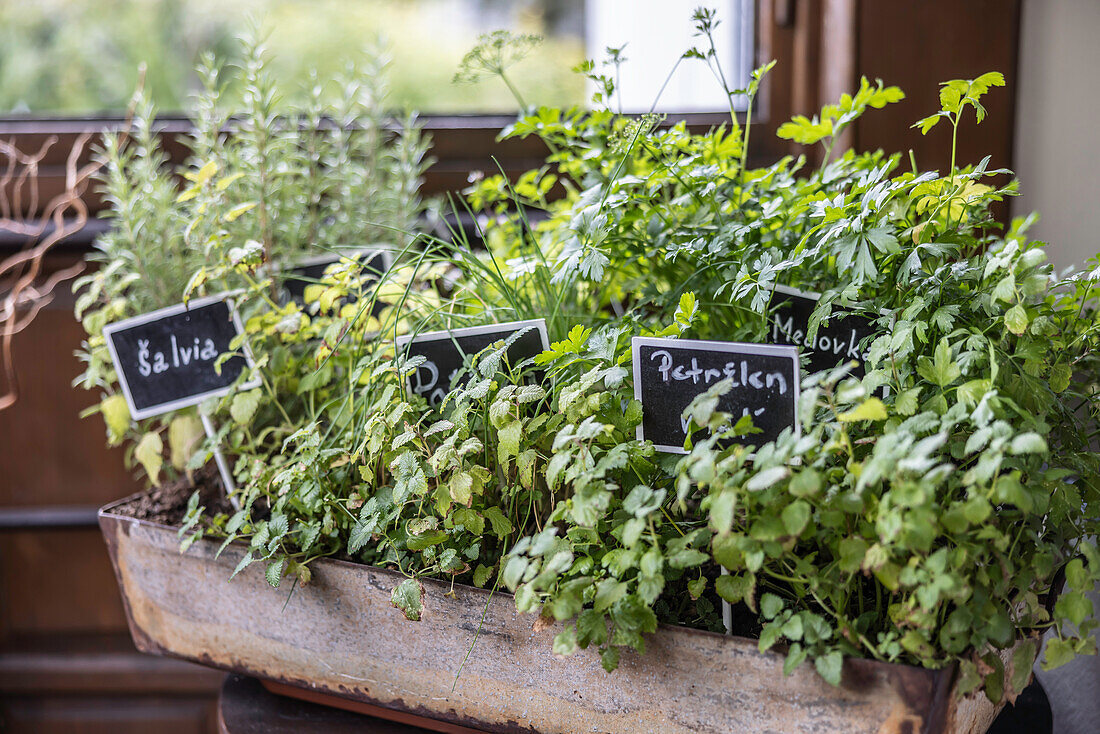 Verschiedene Kräuter im Blumenkasten