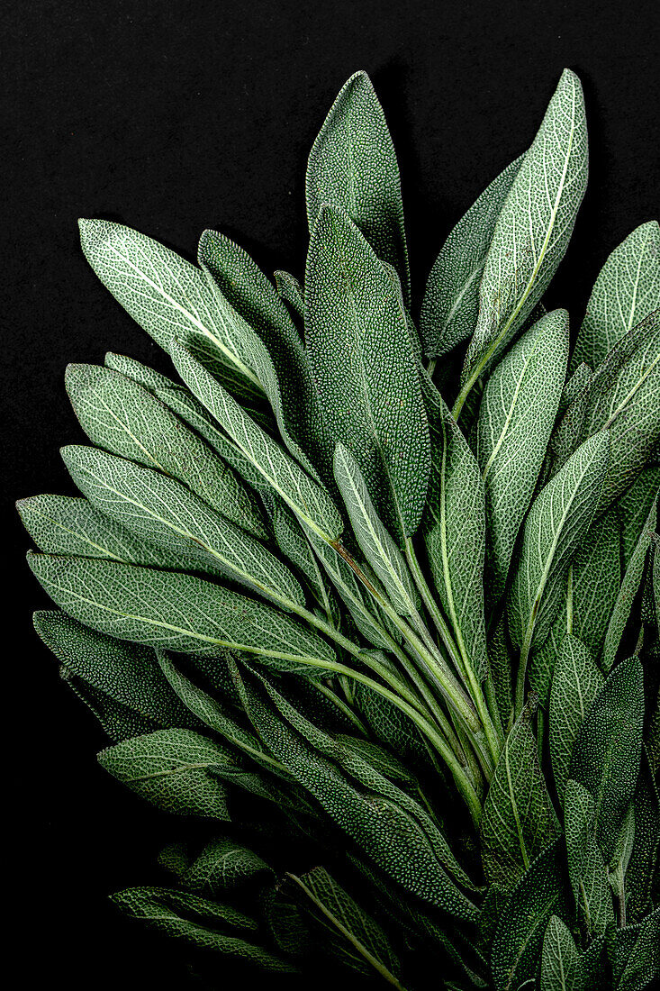 Fresh sage (close-up)