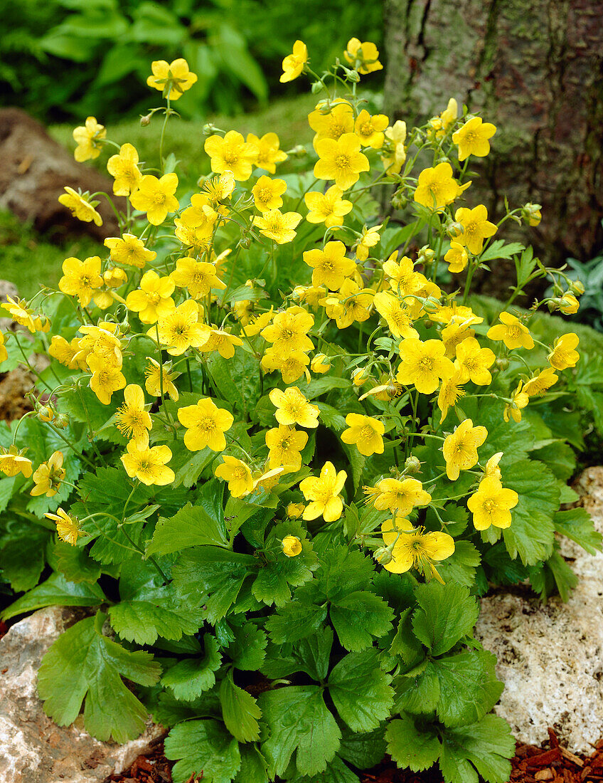 Dreiblättrige Waldsteinie (Waldsteinia ternata)