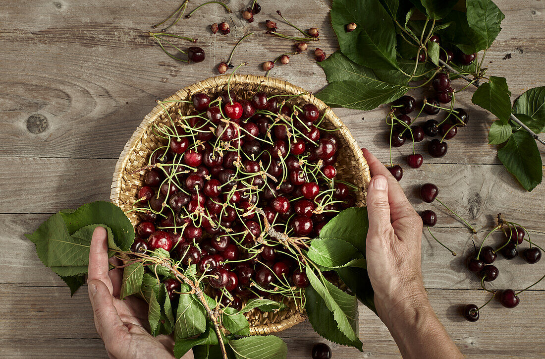 Hands holding basket of cherries with leaves