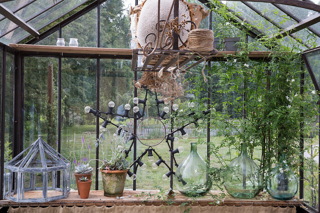 Vintage-Gewächshaus mit Sukkulenten, dekorativen Glasflaschen und Lichterkette in Sternform