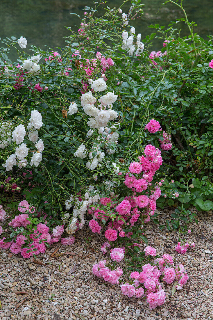 Weiße und rosa Kletterrosen (Rosa) an einem Kiesweg am Flussufer