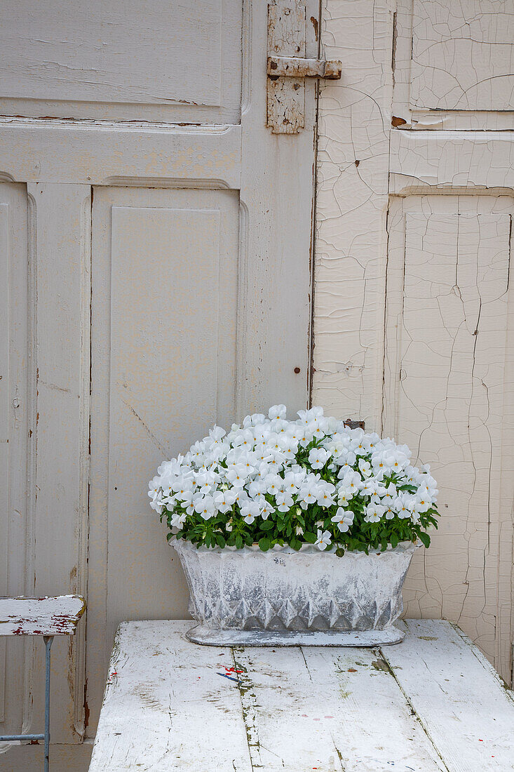 White petunias in decorative lace planter in front of antique door